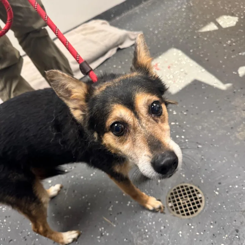 A senior medium-sized female Black Mixed Breed dog named Nova for adoption in Columbiana, AL