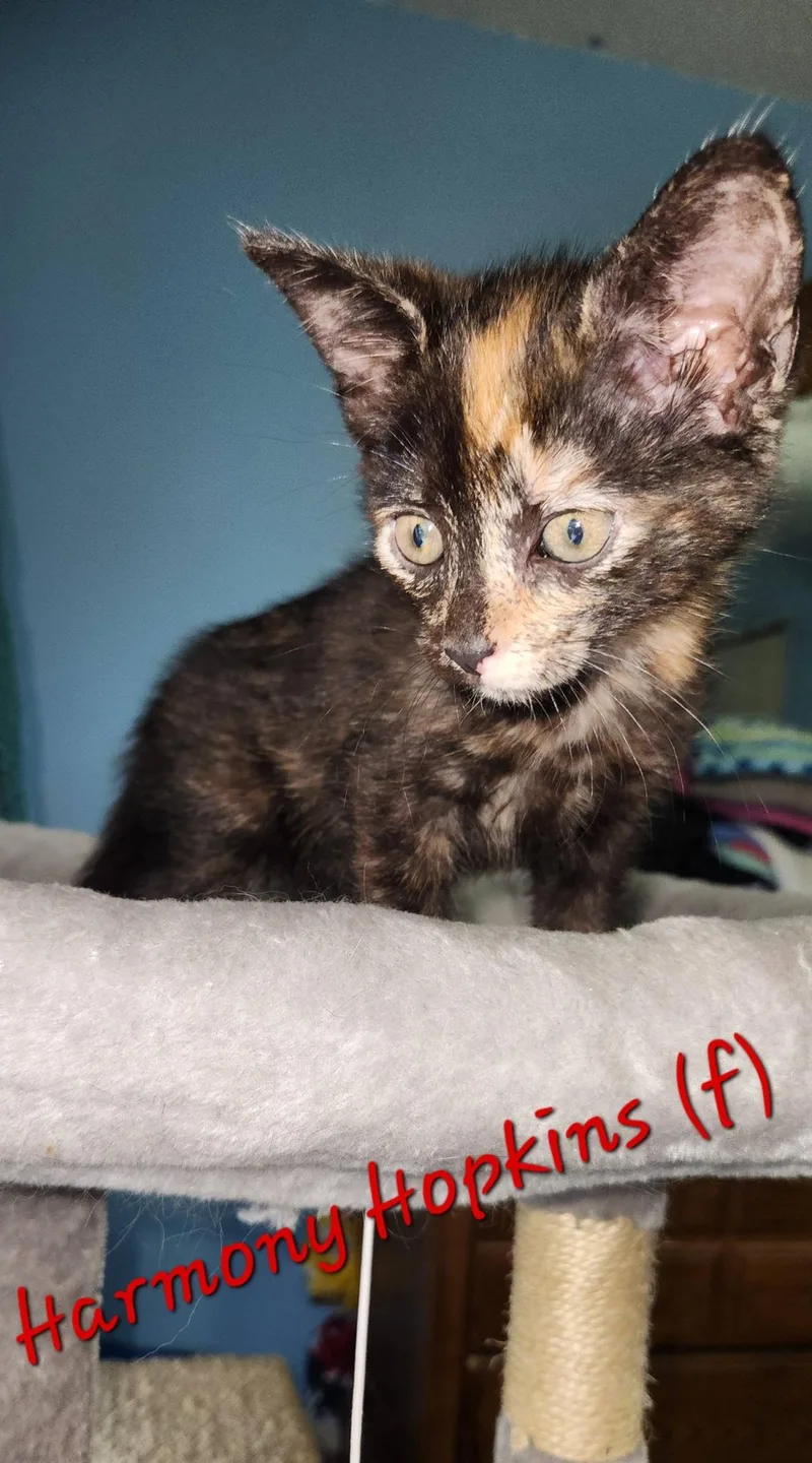 A baby small-sized female Tortoiseshell Tortoiseshell cat named Harmony Hopkins for adoption in Clarksville, TN