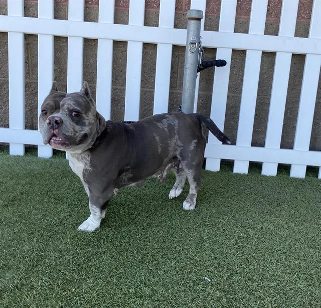 A young large-sized female Staffordshire Bull Terrier dog named A for adoption in Modesto, CA