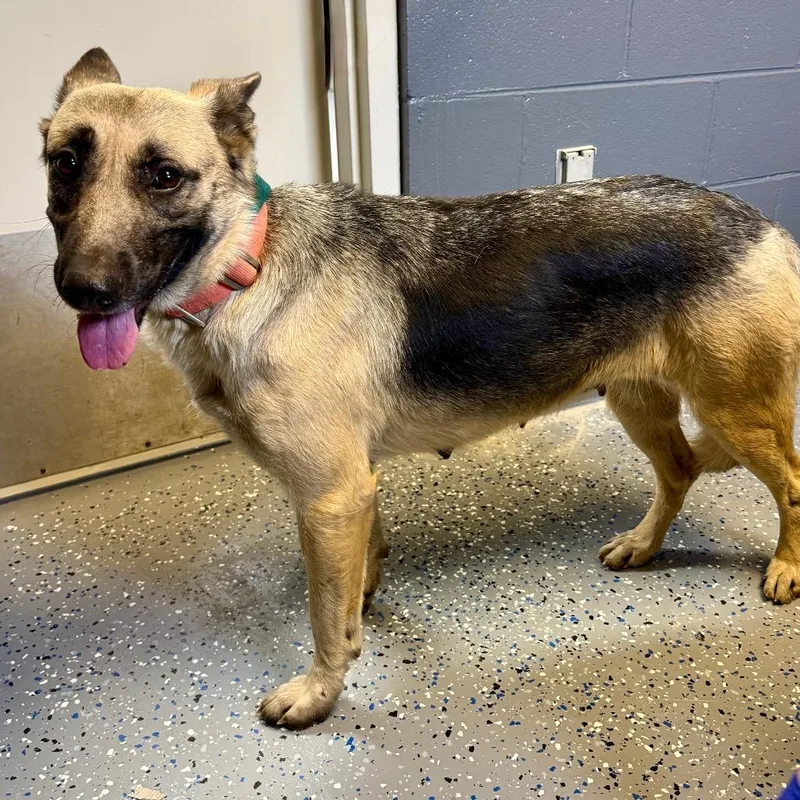 An adult large-sized female White / Cream German Shepherd Dog dog named Tuscstray for adoption in Tuscaloosa, AL