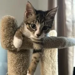 A baby small-sized female Domestic Short Hair cat named Marcella for adoption in Cumming, GA