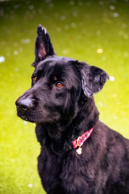 An adult large-sized male German Shepherd Dog dog named Niko for adoption in Fishers, IN