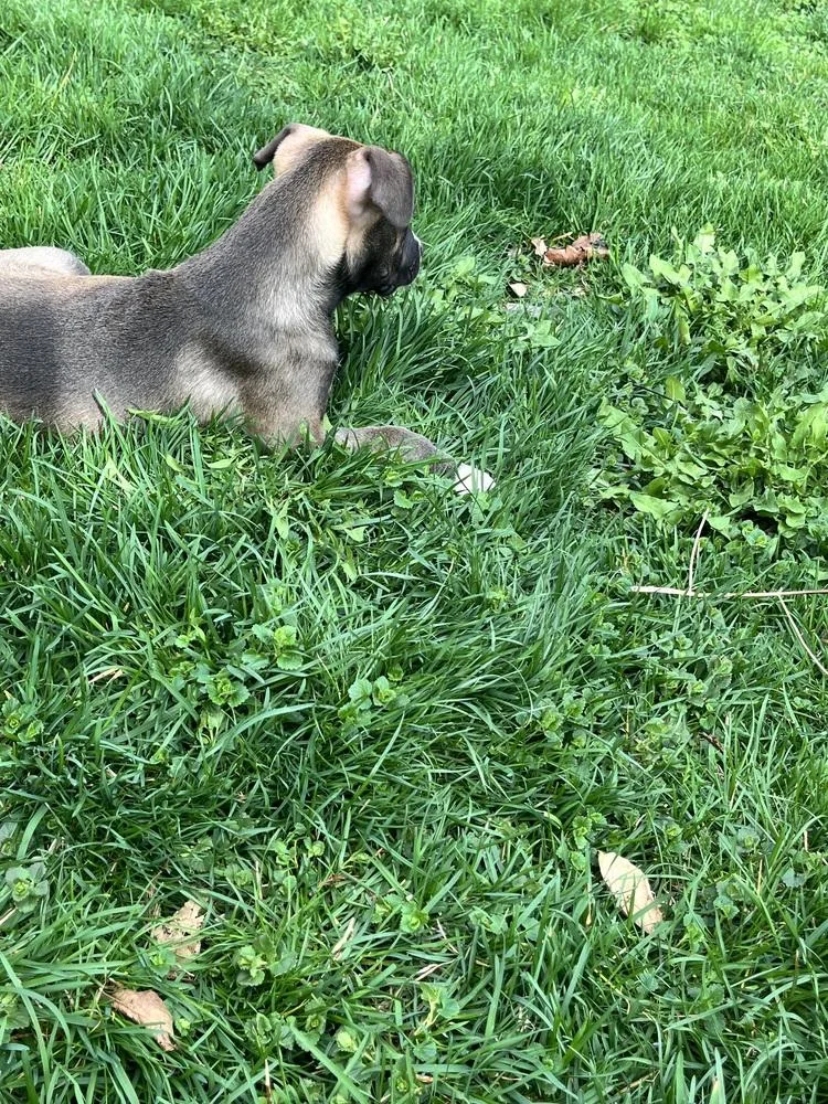 A baby large-sized female Tricolor (Brown, Black, & White) Labrador Retriever dog named Sable for adoption in Plymouth, MI