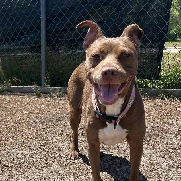 Zena
