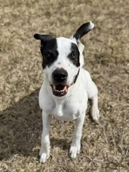 An adult large-sized female Black Great Dane dog named Floki for adoption in Buena Vista, CO