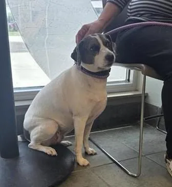 A young medium-sized female Terrier dog named Zoe for adoption in San Antonio, TX