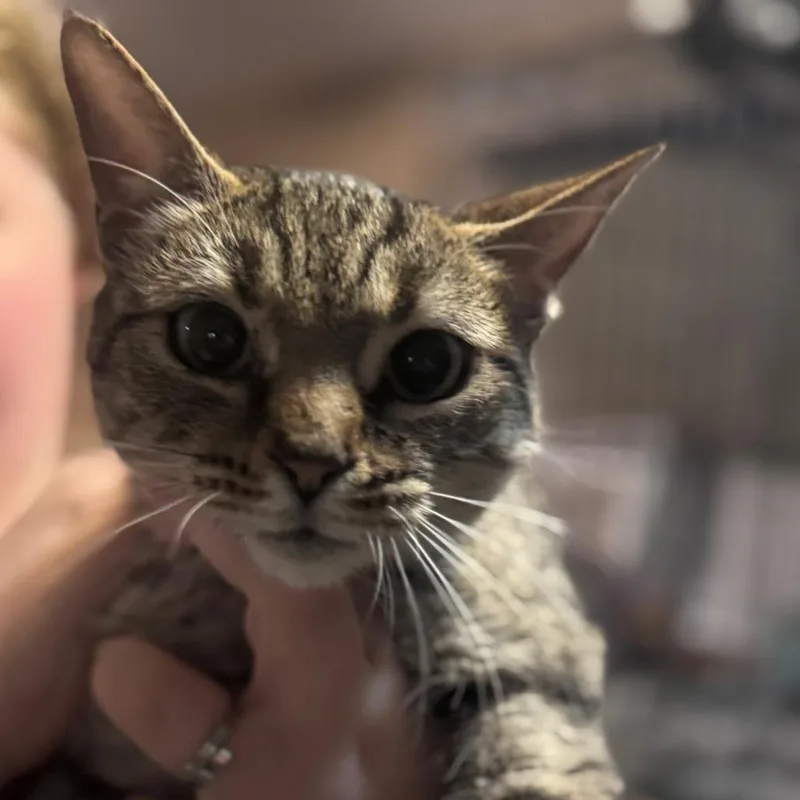 An adult small-sized female Brown / Chocolate Domestic Short Hair cat named Mary Ann for adoption in Inwood, WV