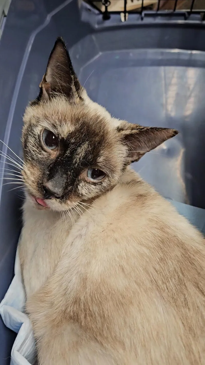 Indigo N.  Stunning thumbnail 3