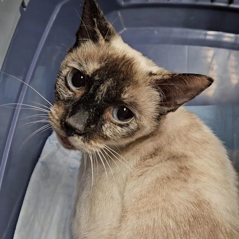 Indigo N.  Stunning thumbnail 4