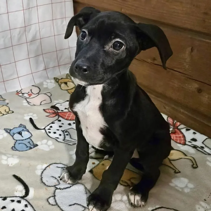 A baby medium-sized male Black American Staffordshire Terrier dog named Roderick for adoption in Houston, TX