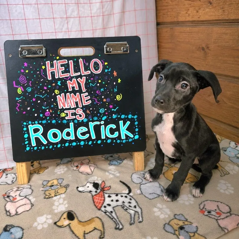Roderick thumbnail 4