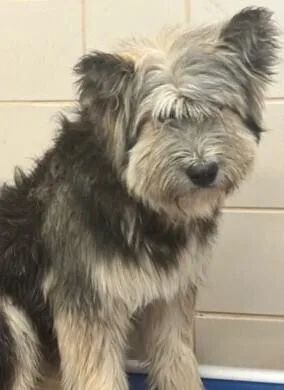 An adult medium-sized male Polish Lowland Sheepdog dog named Baxter for adoption in Dallas, TX