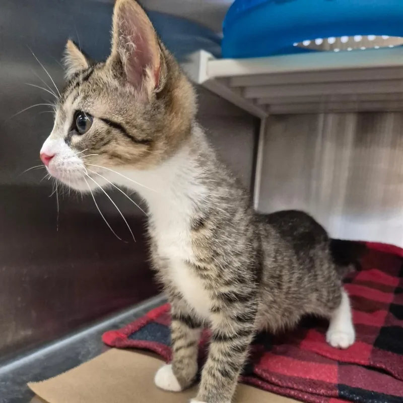 A baby small-sized male Brown / Chocolate Domestic Short Hair cat named Jack for adoption in Lake Panasoffkee, FL