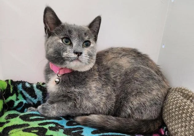 An adult medium-sized female Domestic Short Hair cat named Shells for adoption in Hampstead, NC