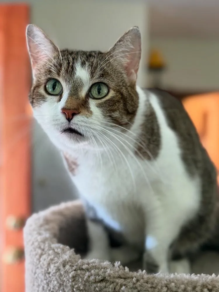 Simba Bob thumbnail 2