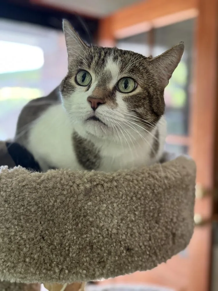 Simba Bob thumbnail 3