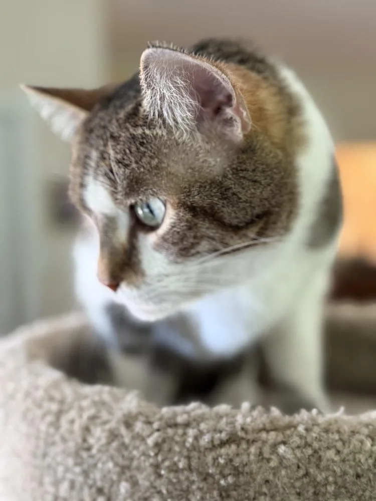 Simba Bob thumbnail 4