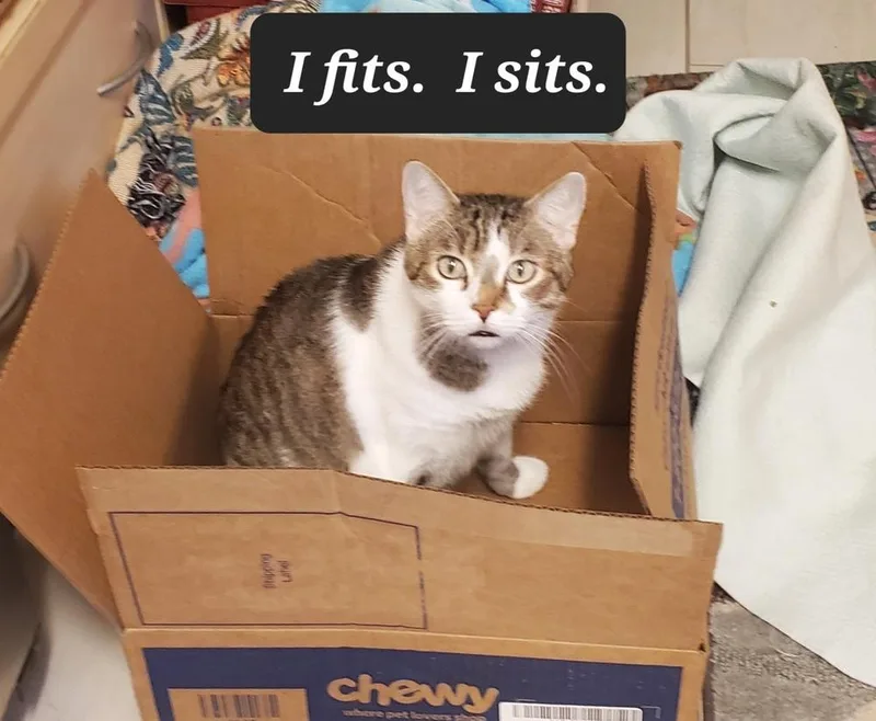 Simba Bob thumbnail 5