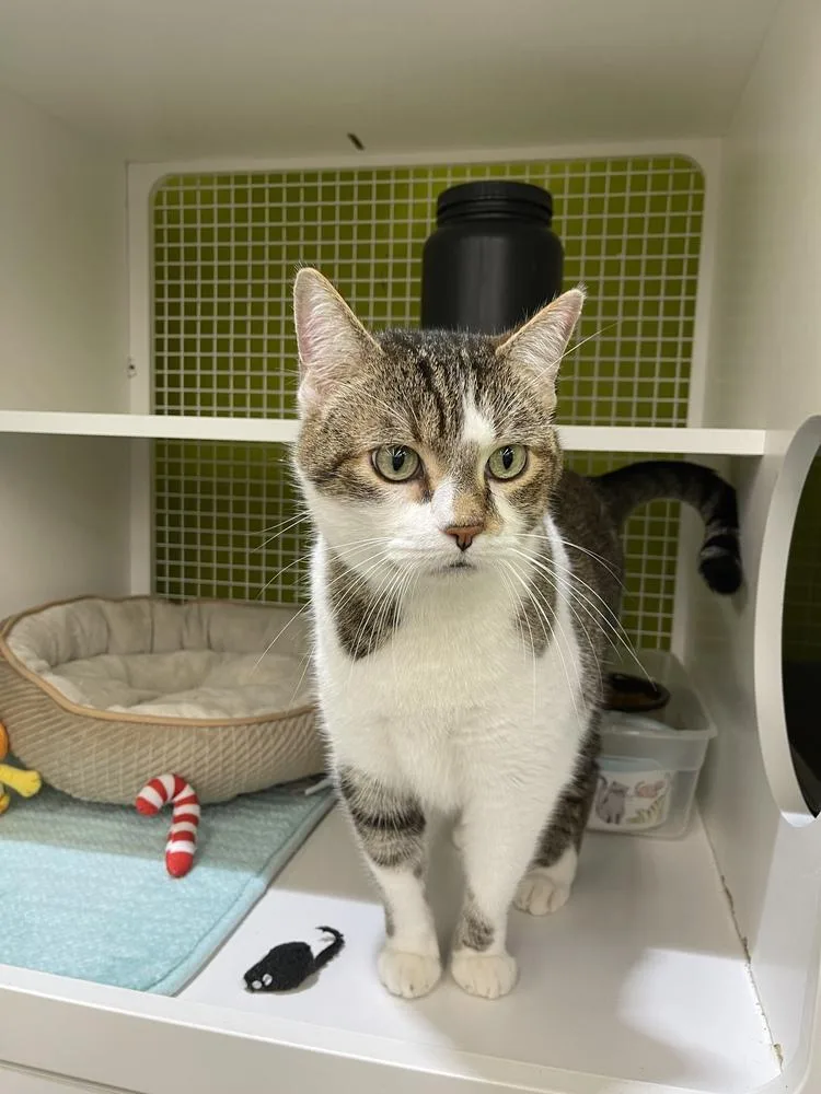 Simba Bob thumbnail 6