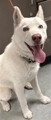 A young medium-sized male Siberian Husky dog named Bolt for adoption in Van Nuys, CA