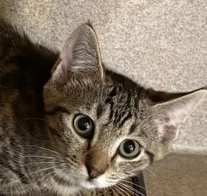 A baby small-sized female Domestic Short Hair cat named Lilac for adoption in Washington, DC