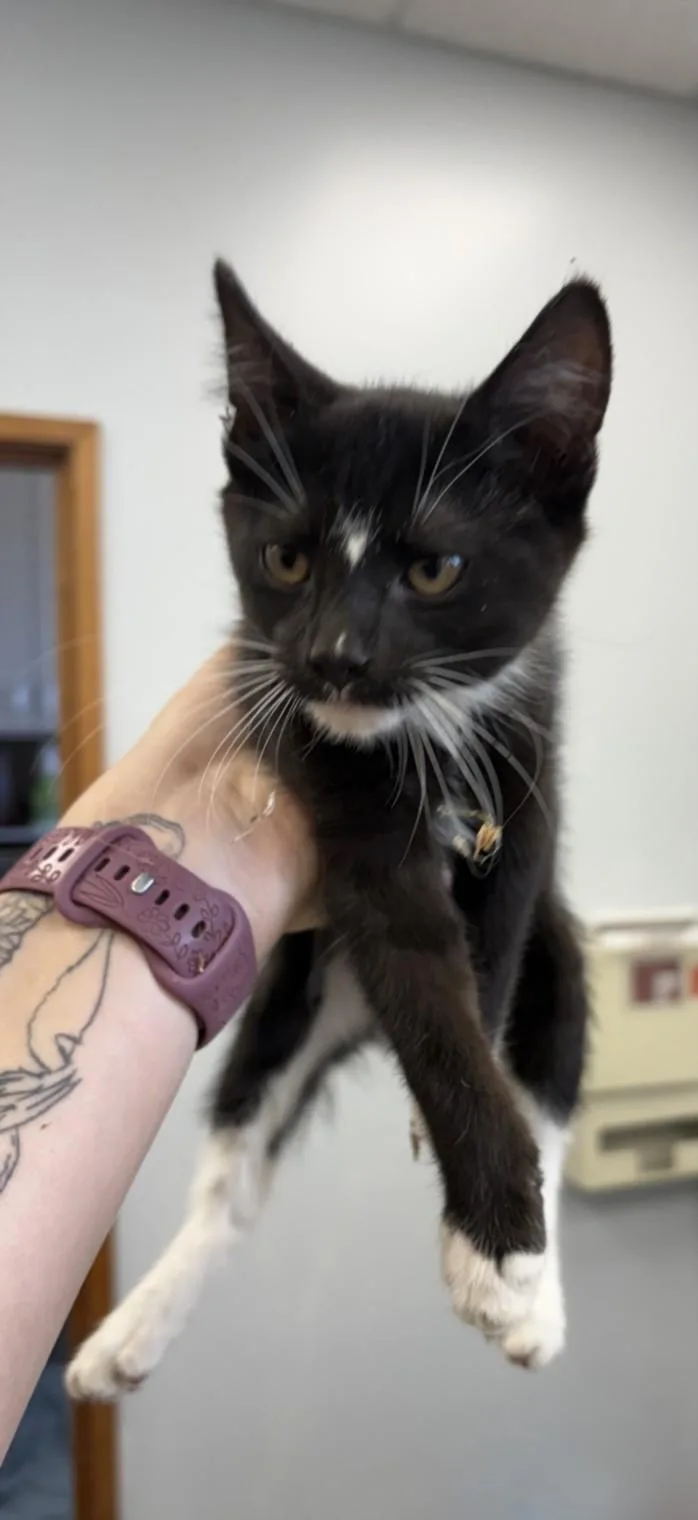 A baby small-sized male Domestic Medium Hair cat named A for adoption in Olivehurst, CA