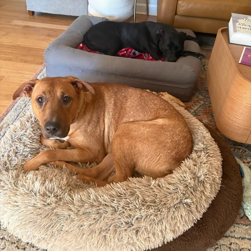 An adult large-sized female Labrador Retriever dog named Tillie for adoption in Charlotte, NC