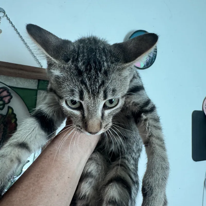 A baby small-sized female Domestic Short Hair cat named Pepper for adoption in San Andreas, CA