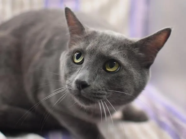 An adult small-sized male Domestic Short Hair cat named Tofu for adoption in Portland, OR