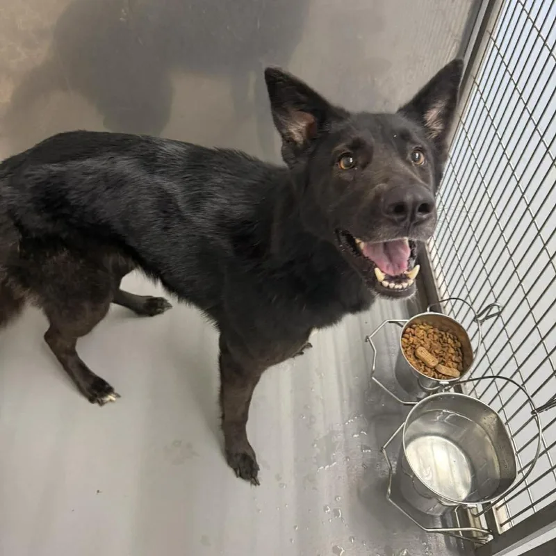 An adult large-sized female Black German Shepherd Dog dog named Zelda for adoption in Fairfax Station, VA