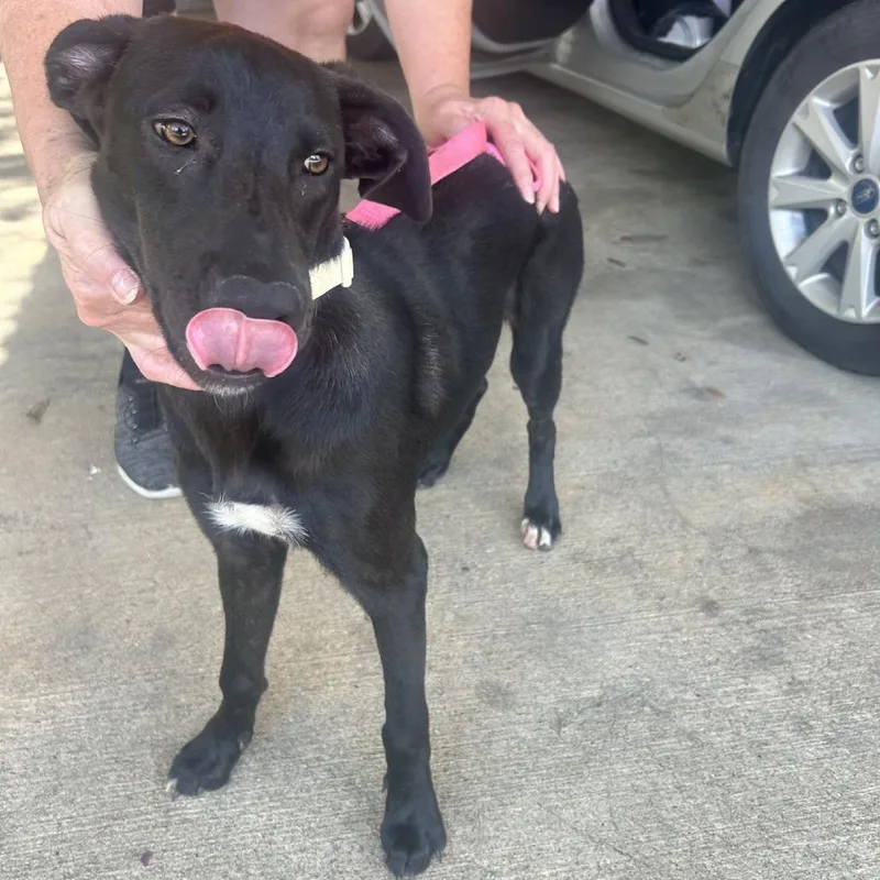 A young medium-sized female Black Mixed Breed dog named Flora for adoption in Lufkin, TX