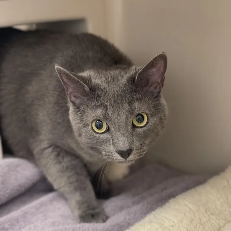 Milo