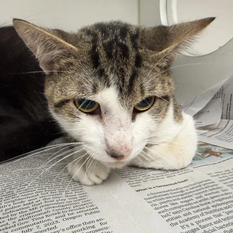 A young medium-sized male Brown / Chocolate Domestic Short Hair cat named Storm for adoption in Marshall, TX