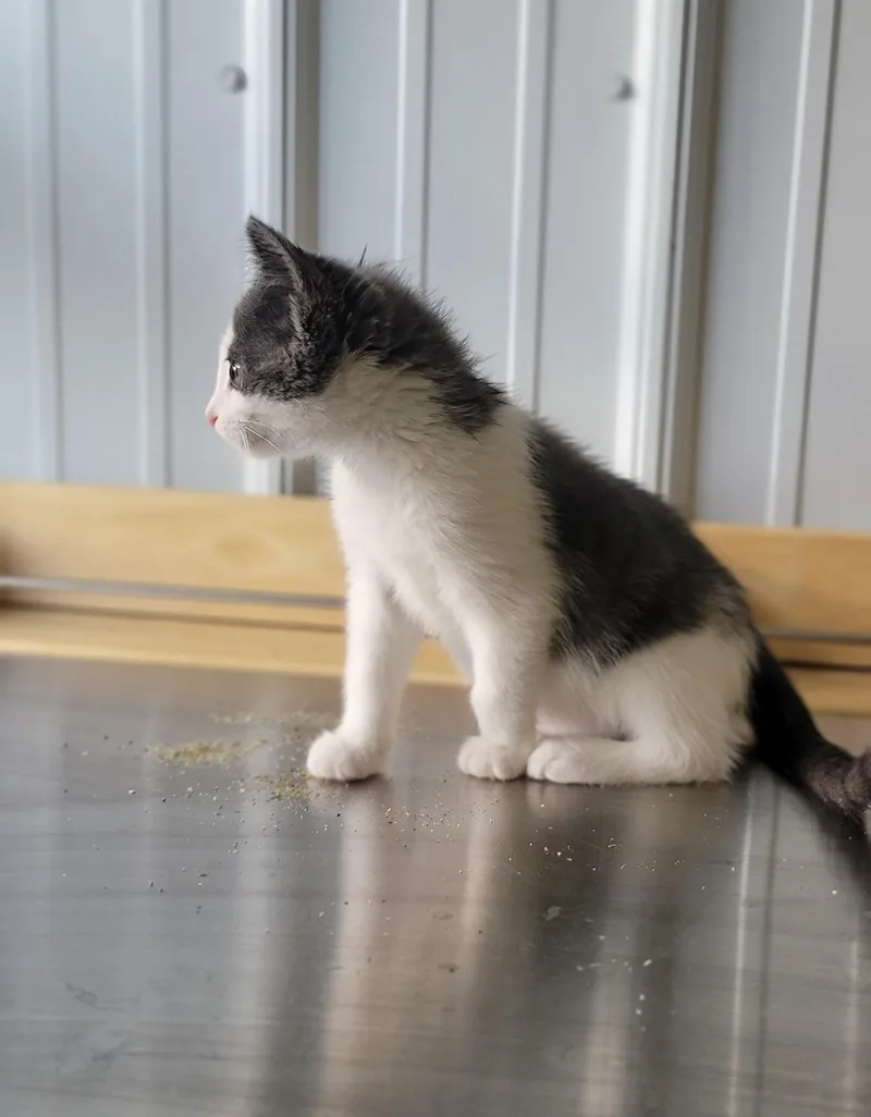 A young medium-sized male Gray & White Domestic Short Hair cat named Percy for adoption in Fertile, MN