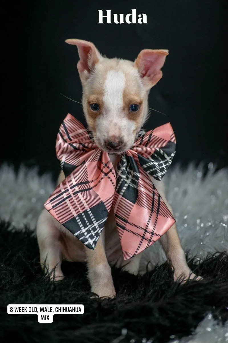 A baby small-sized male White / Cream Chihuahua dog named Huda for adoption in Sevierville, TN