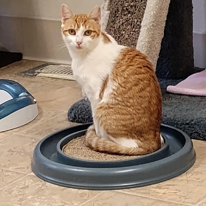 A young medium-sized female Orange & White Domestic Short Hair cat named Heidi for adoption in Dillsburg, PA