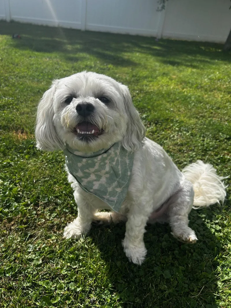 An adult small-sized male Maltese dog named Oliver James for adoption in Berwick, PA