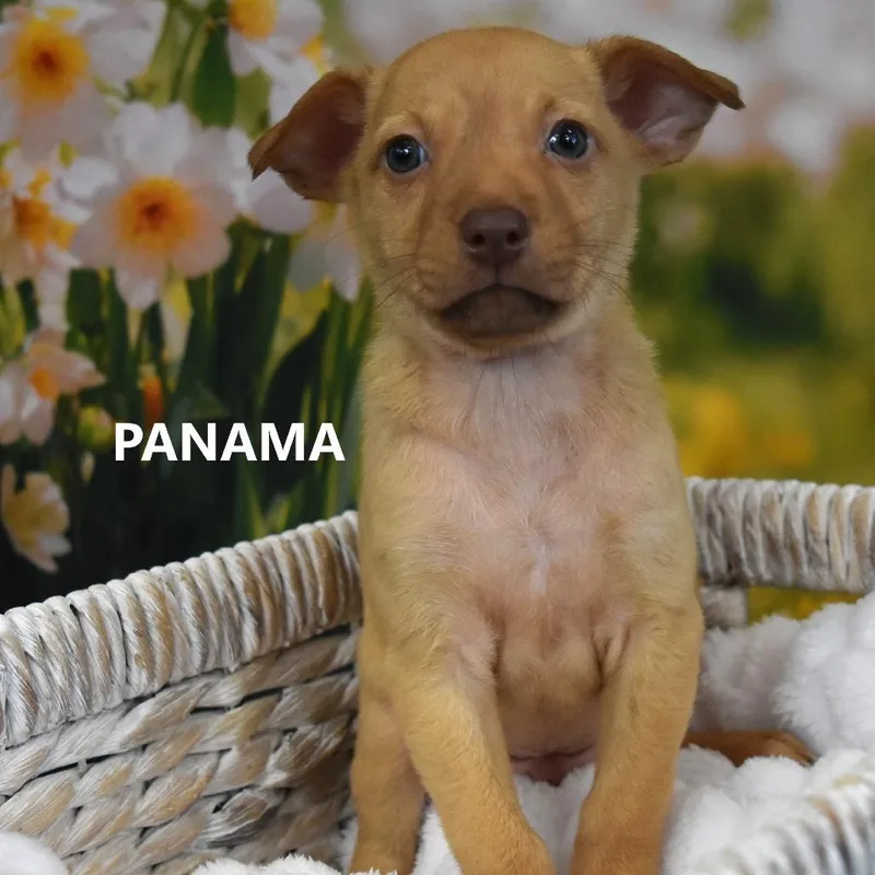 A baby medium-sized male Yellow / Tan / Blond / Fawn Mixed Breed dog named Panama for adoption in Tempe, AZ
