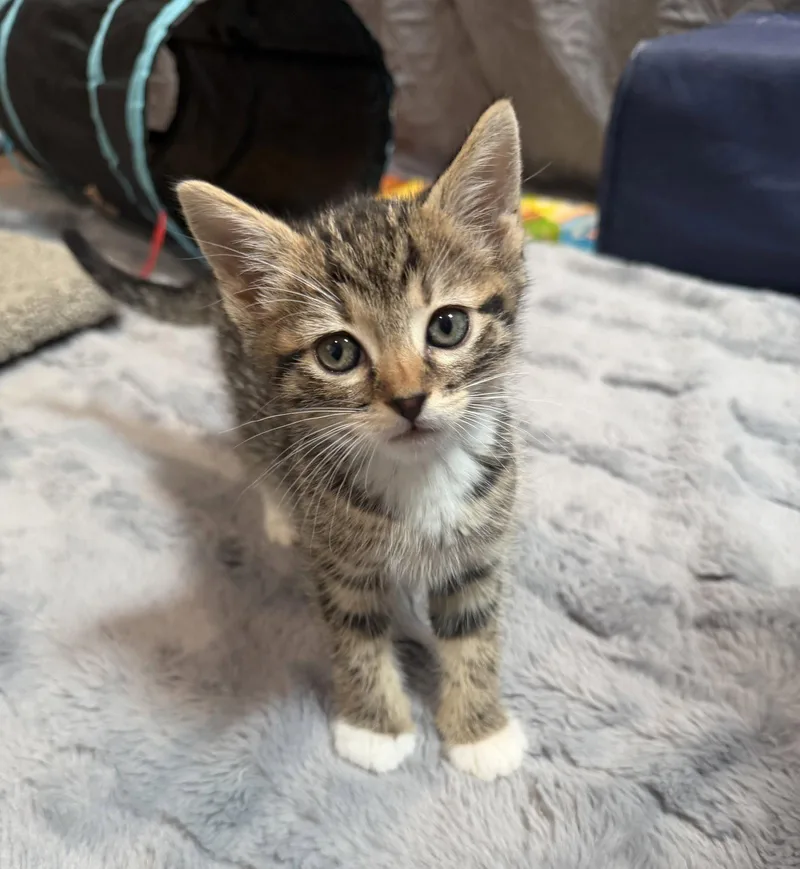 Odin  Bonded With thumbnail 2