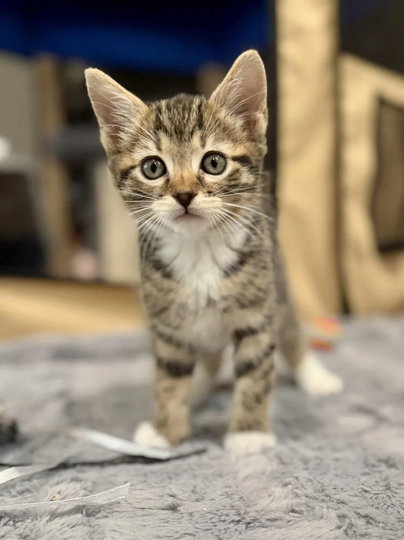 Odin  Bonded With thumbnail 3