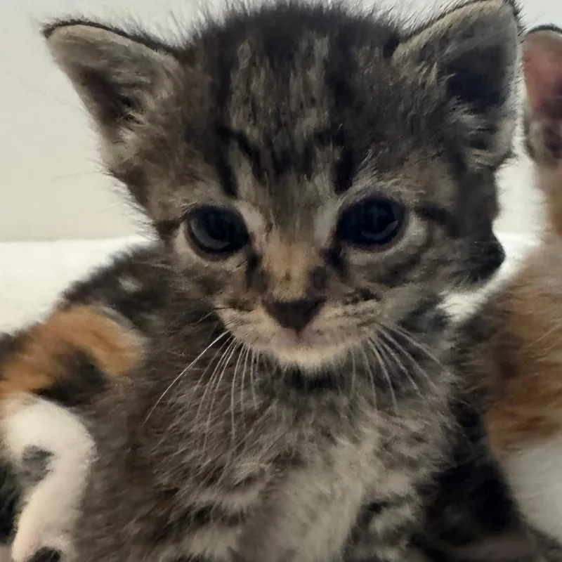 A baby small-sized female Gray / Blue / Silver Domestic Short Hair cat named Miney for adoption in Austin, TX
