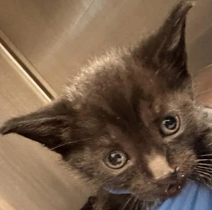 A young small-sized male Domestic Short Hair cat named Froakie for adoption in Roseville, CA