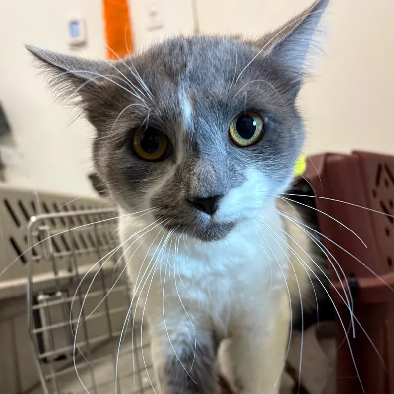 A young medium-sized male Gray / Blue / Silver Domestic Short Hair cat named Clyde for adoption in Bentonville, AR