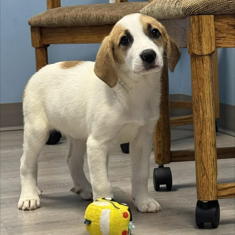 A baby large-sized female White / Cream Coonhound dog named Yazmina for adoption in Ulster, PA