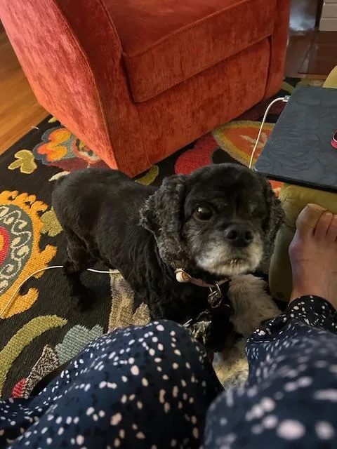 A senior medium-sized female Cocker Spaniel dog named Cherry Pie And Spy for adoption in Cape Coral, FL