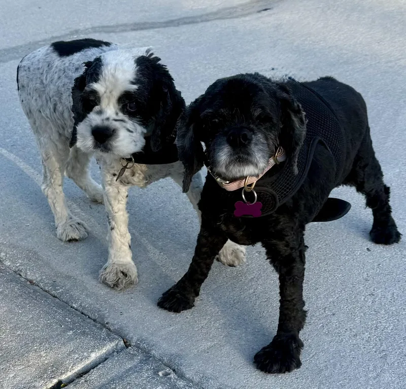 Cherry Pie And Spy thumbnail 2