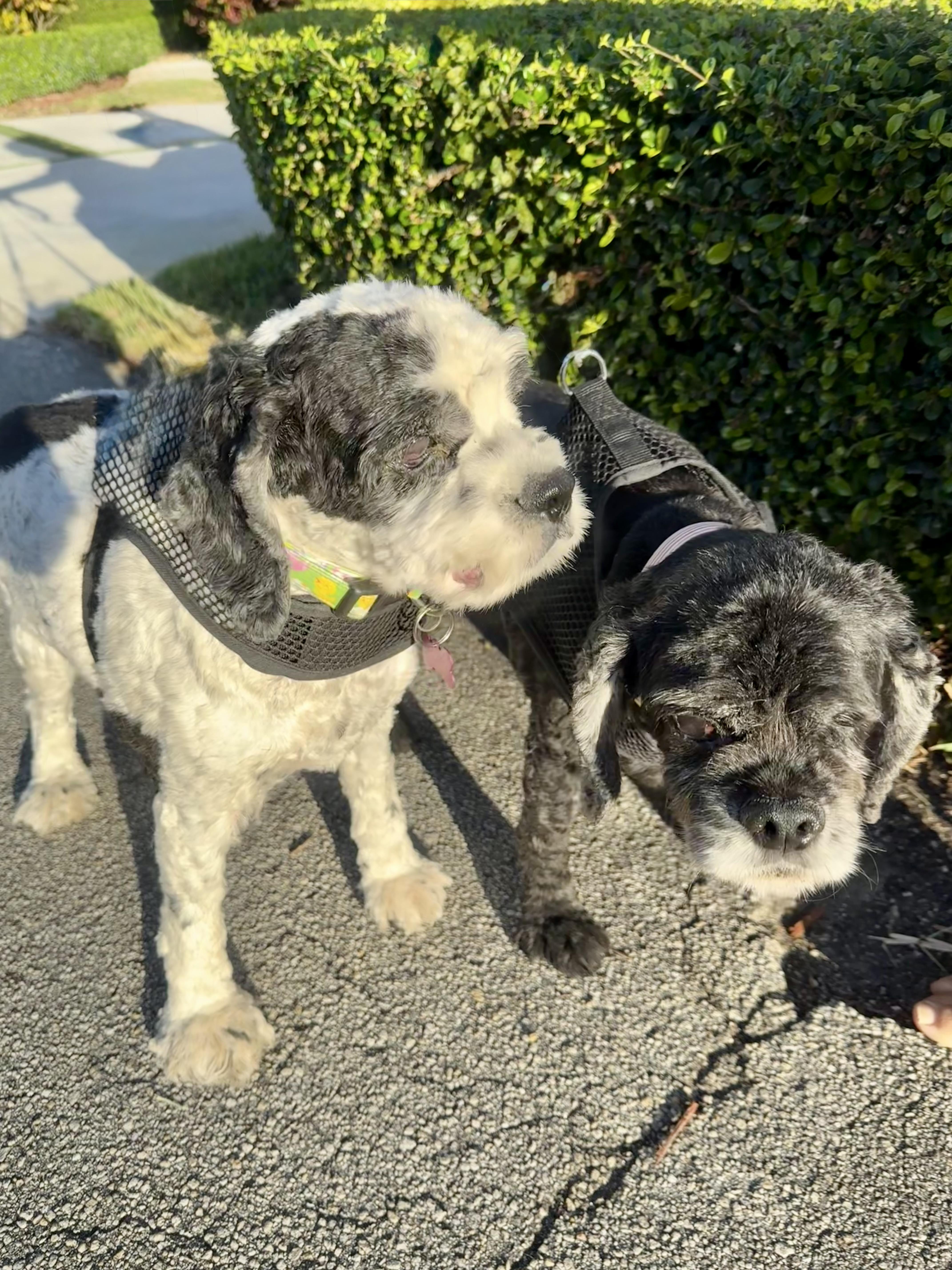 Cherry Pie And Spy thumbnail 3