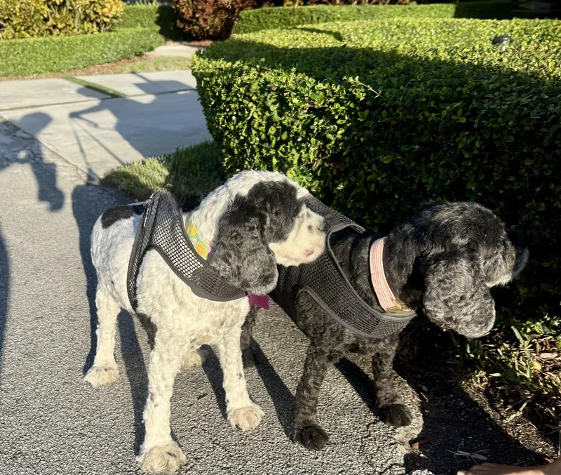 Cherry Pie And Spy thumbnail 4