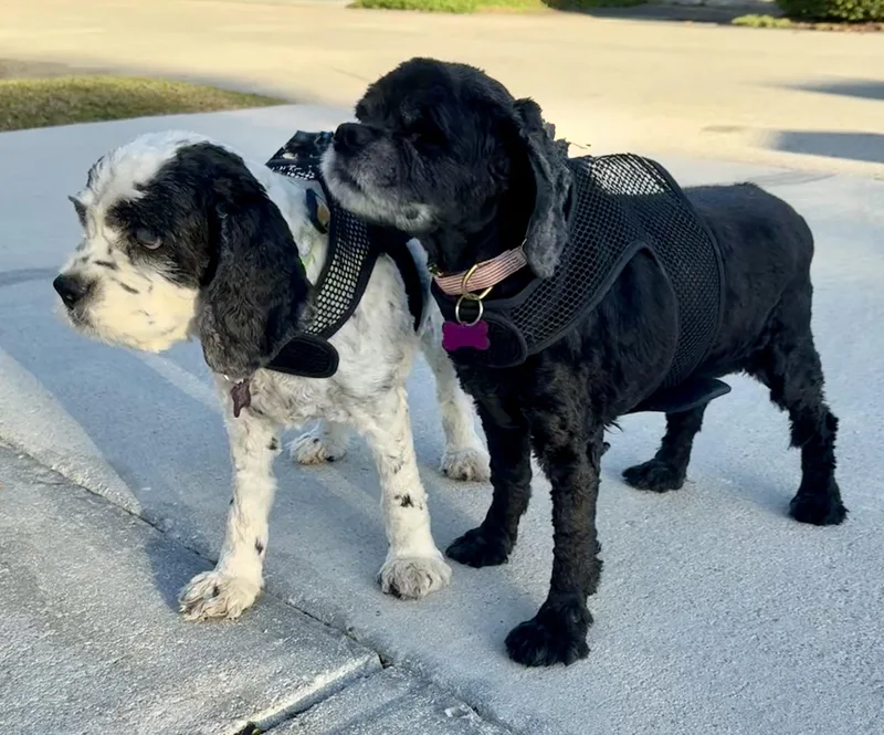 Cherry Pie And Spy thumbnail 5