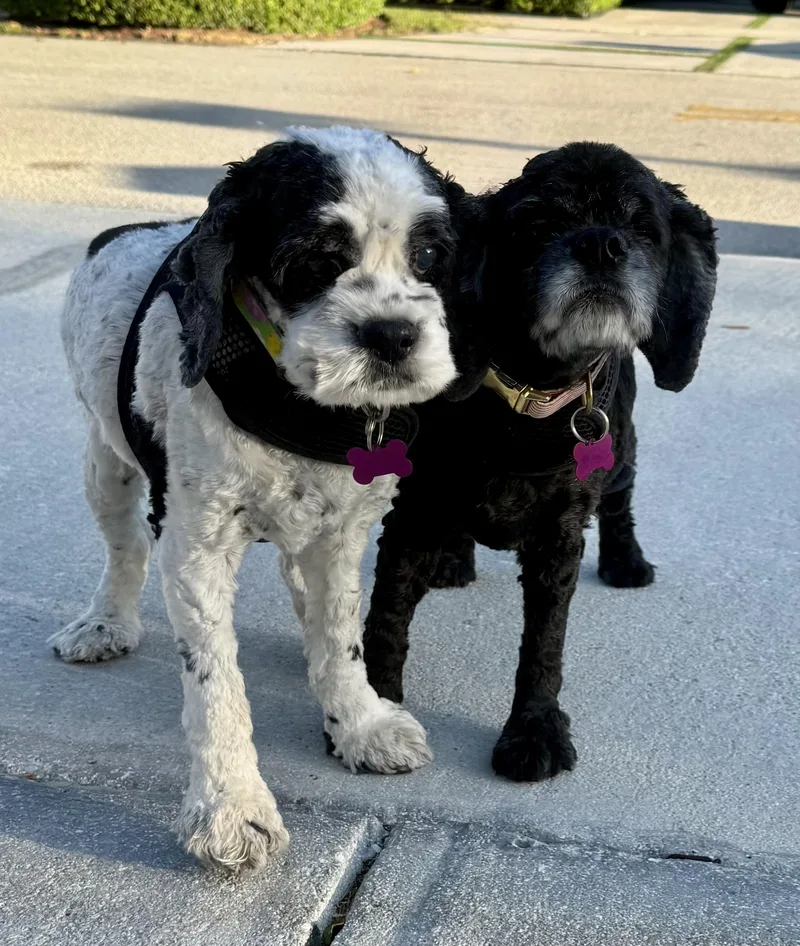 Cherry Pie And Spy thumbnail 6